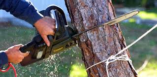 Best Fruit Tree Pruning  in Buchanan, VA